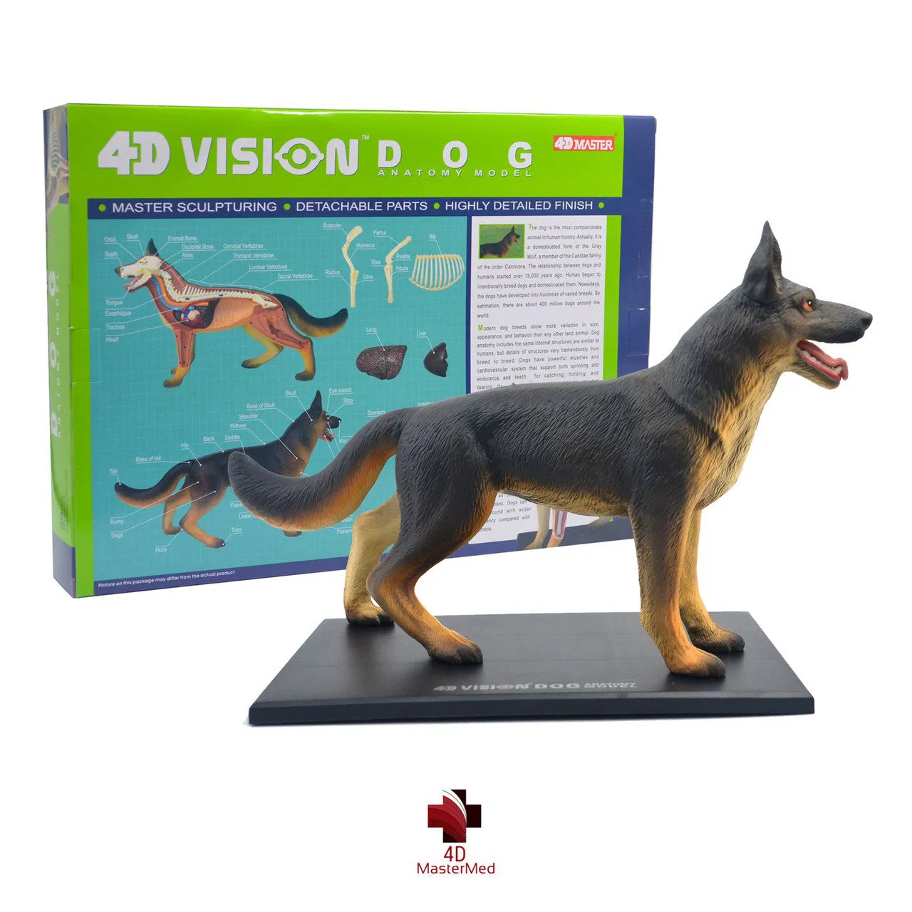 4D Vision Full Skeleton Dog Anatomy Model